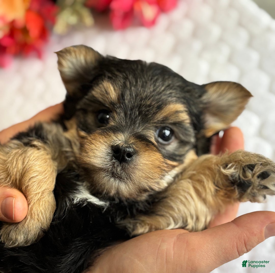 Morkie dogs for sale: Nicky - Ad 2