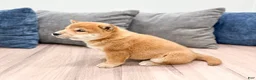 Shiba Inu dogs for sale: Charmer - Ad 4