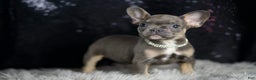 French Bulldog dogs for sale: Roody - Ad 5