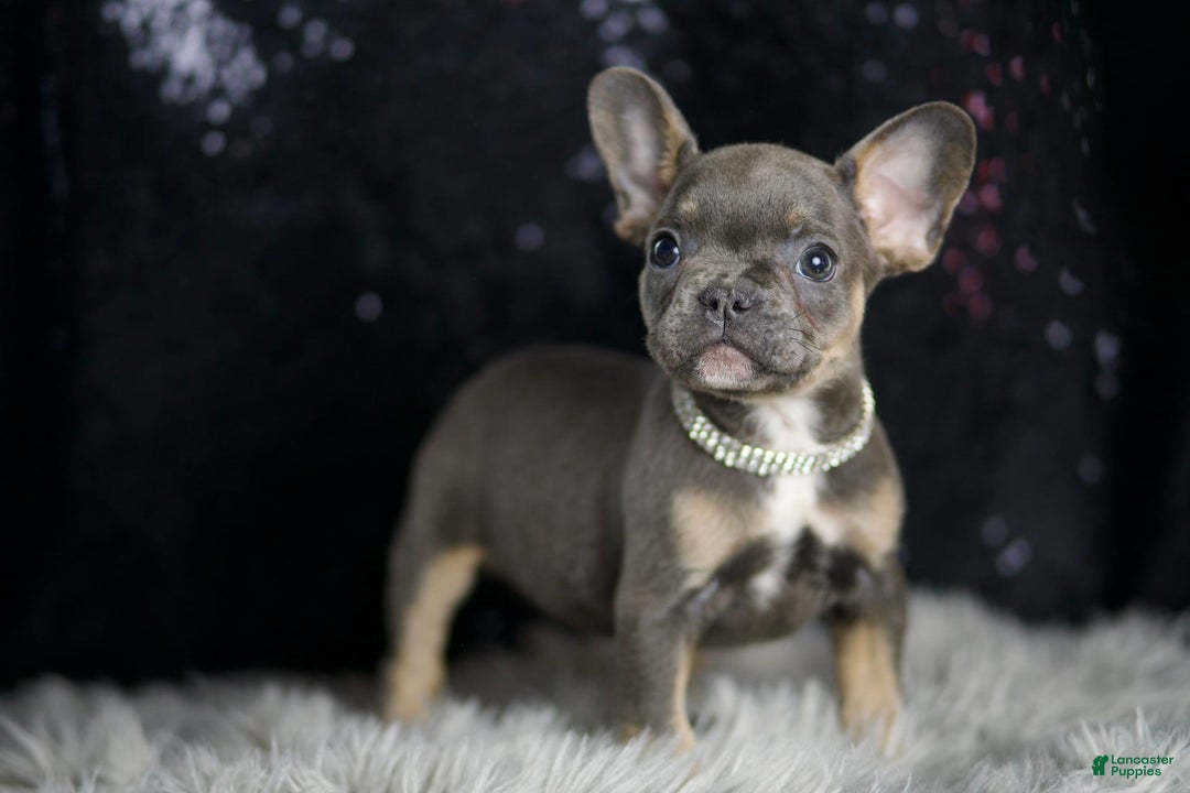 French Bulldog dogs for sale: Roody - Ad 5
