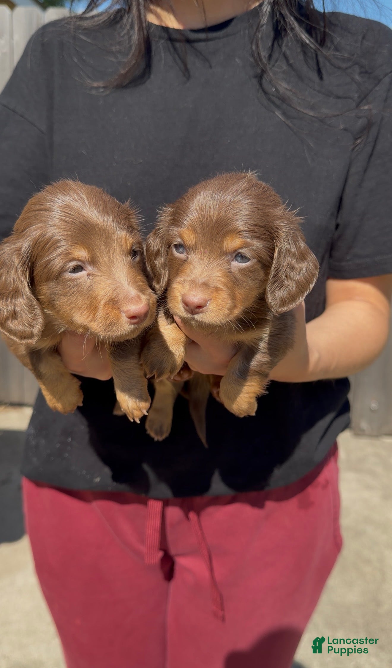 Dachshund dogs Dachshund Puppy 3 - Ad 4