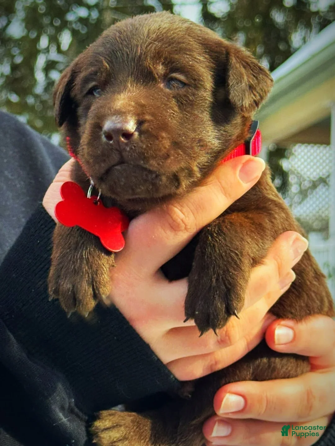 Labrador Retriever dogs for sale: Sal - Ad 5