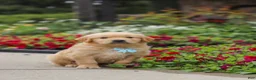Golden Retriever dogs for sale: Banjo - Ad 8