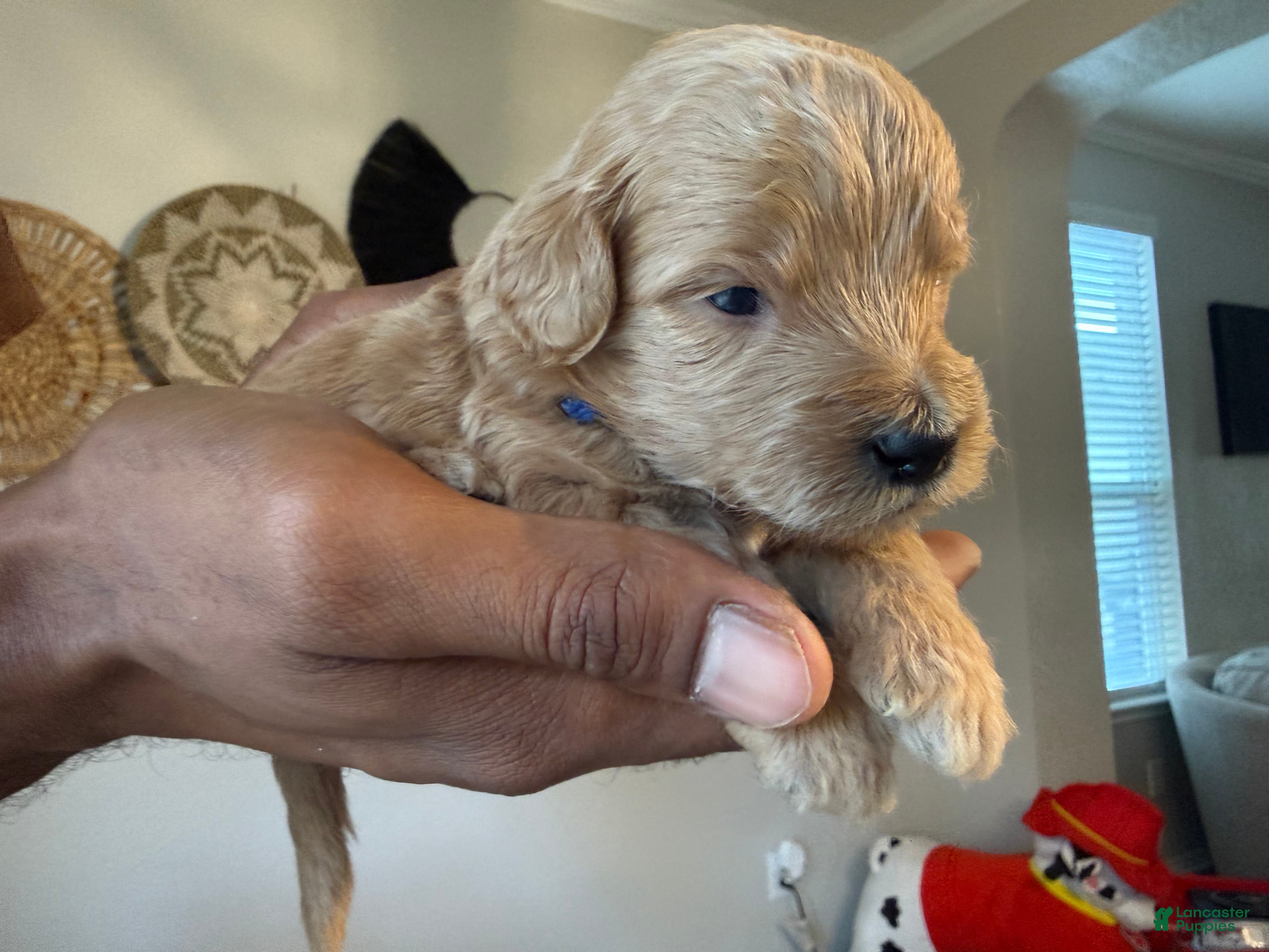 Mini Goldendoodle dogs Hugo - Ad 26