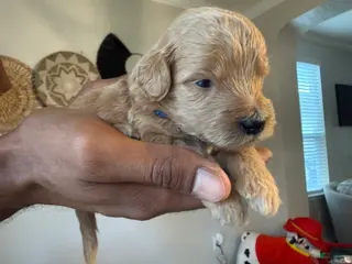 Mini Goldendoodle dogs Hugo - Ad 18