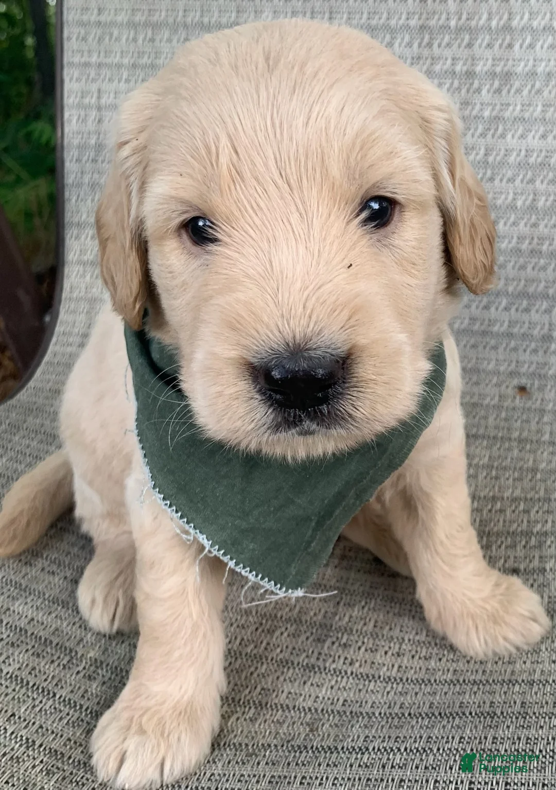 Goldendoodle dogs for sale: Clay - Ad 4
