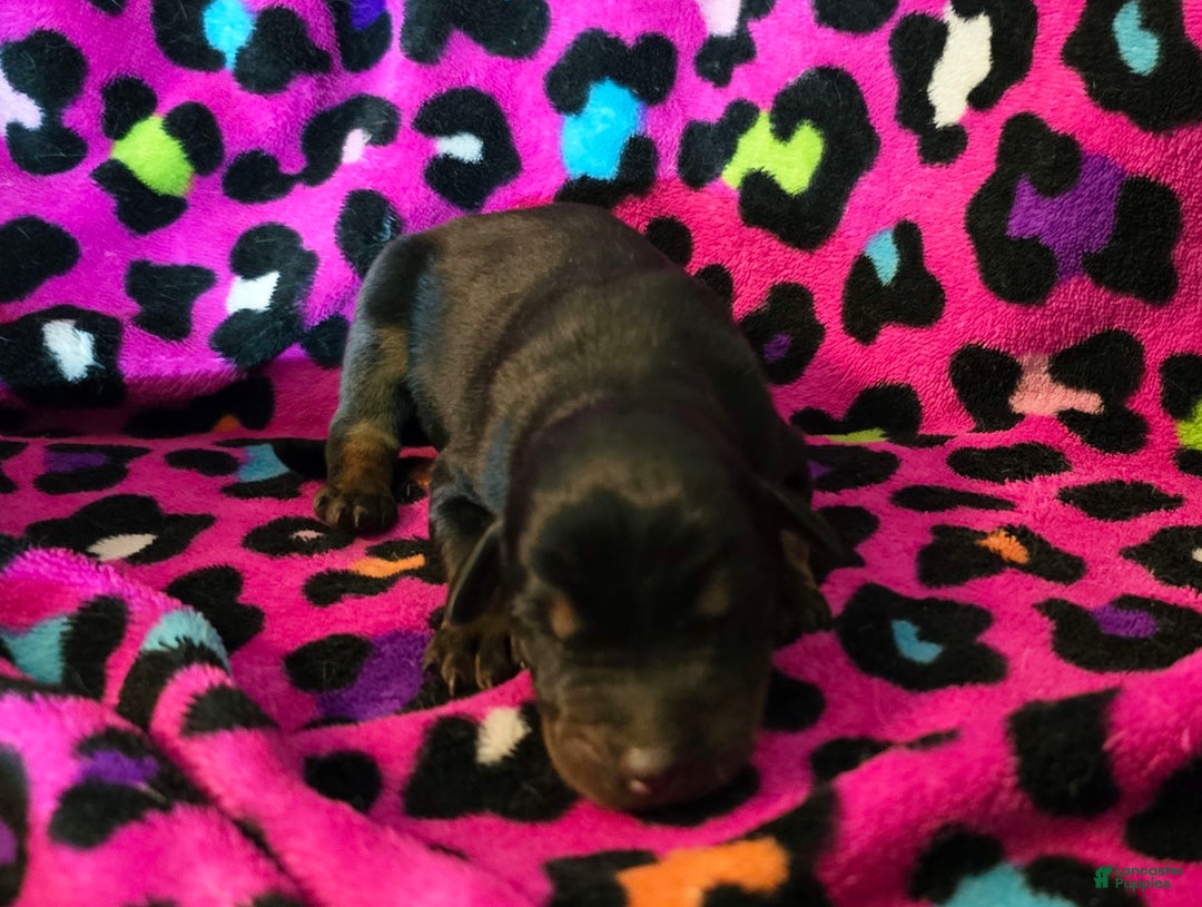 Doberman Pinscher dogs for sale: Solo - Ad 2