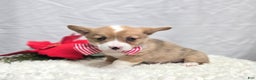 Welsh Corgi Pembroke dogs for sale: Lily - Ad 2