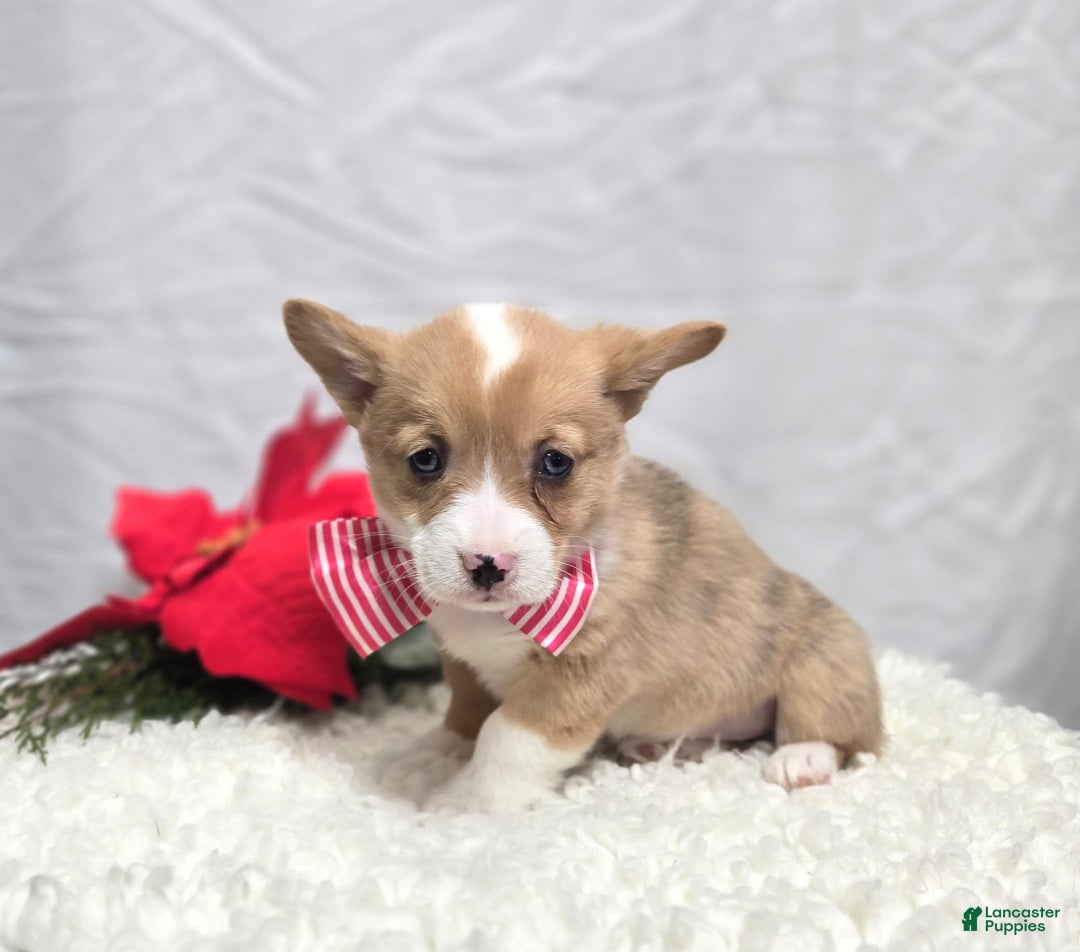 Welsh Corgi Pembroke dogs for sale: Lily - Ad 2