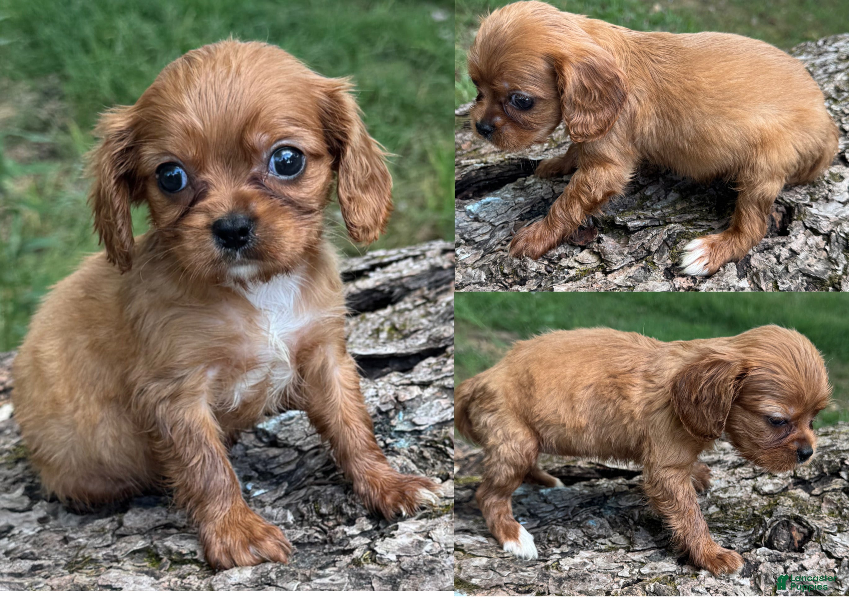 Cavalier King Charles Spaniel dogs Cavalier King Charles Spaniel 3 - Ad 30