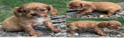 Cavalier King Charles Spaniel dogs for sale: Cavalier King Charles Spaniel 3 - Ad 1