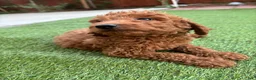 Standard Poodle dogs for sale: Max - Ad 4