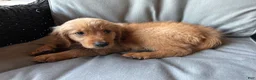 Golden Retriever dogs for sale: Golden Retriever Puppy 4 - Ad 1