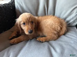 Golden Retriever dogs for sale: Golden Retriever Puppy 4 - Ad 2