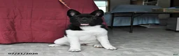Akita dogs for sale: Kayla - Ad 4