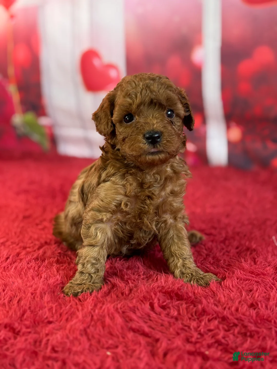 Miniature Poodle dogs for sale: Harley - Ad 1