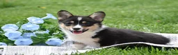 Welsh Corgi Pembroke dogs for sale: Matt - Ad 5