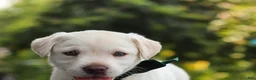 Labrador Retriever dogs for sale: Julep - Ad 4