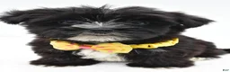 Morkie dogs for sale: Walker - Ad 7