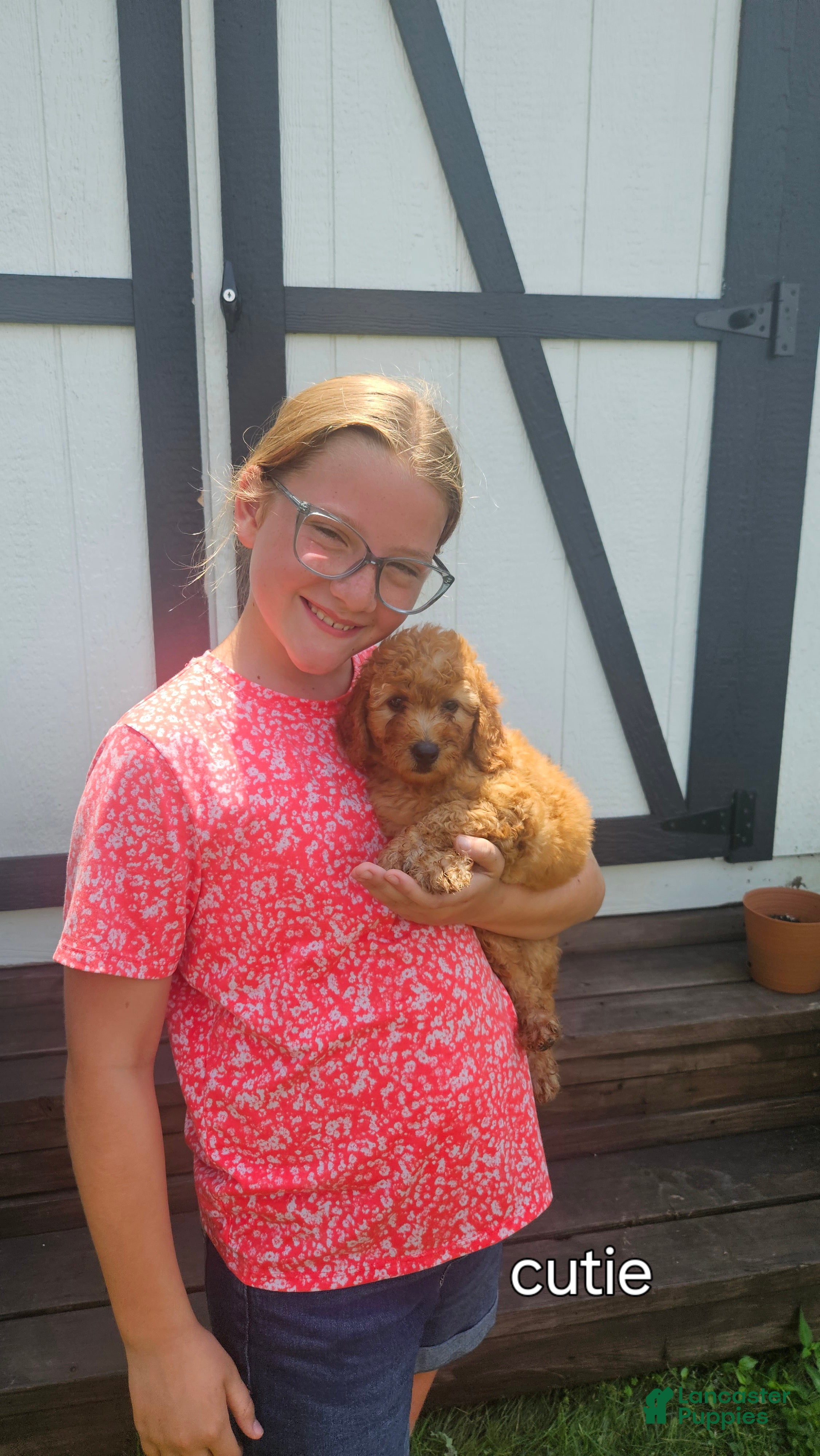 Mini Goldendoodle dogs Cutie - Ad 2