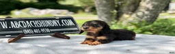 Miniature Dachshund dogs for sale: Russian AKC dapple Lh girl - Ad 7