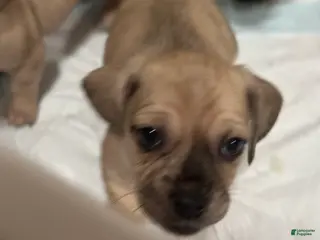 Mixed Breed dogs Mixed Breed Puppy 7 - Ad 40