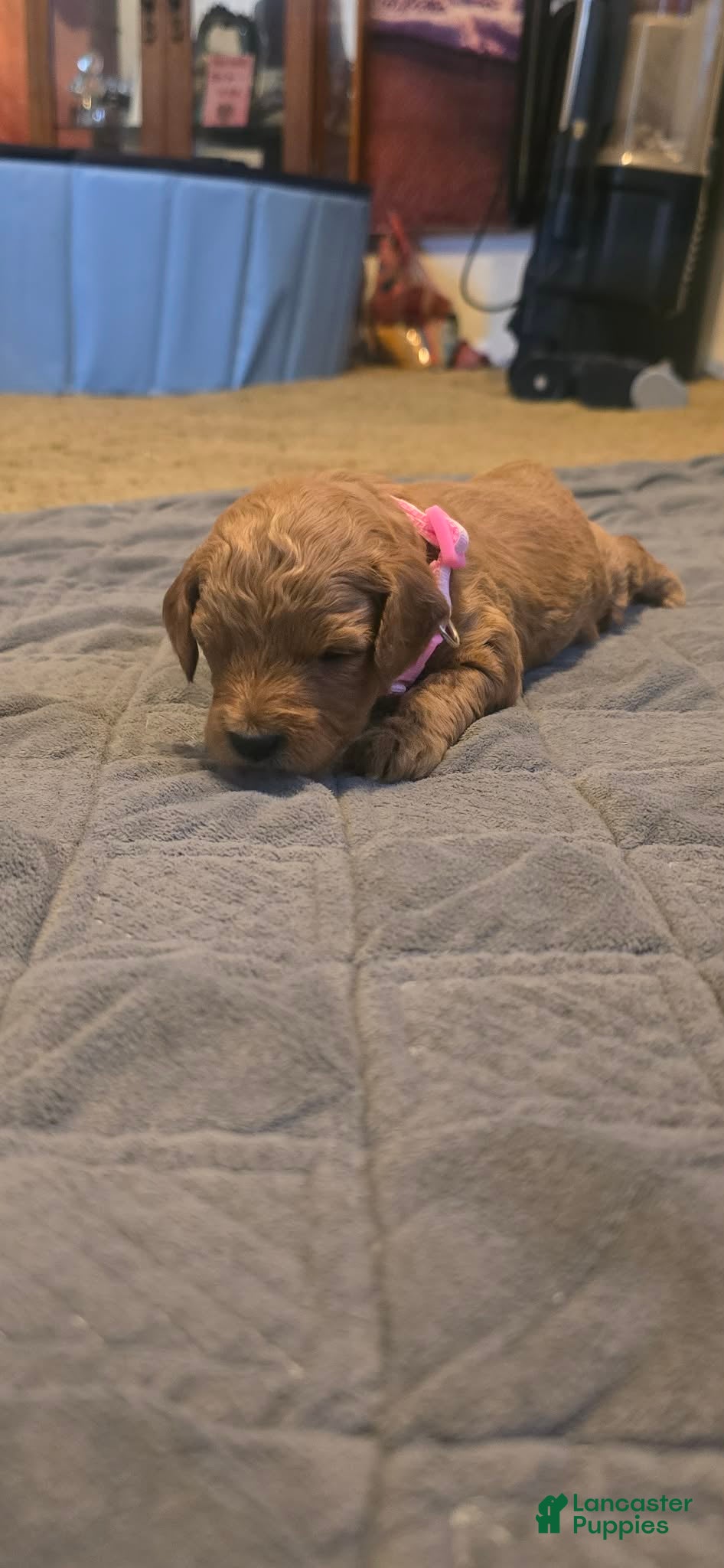 Mini Goldendoodle dogs lucy - Ad 2