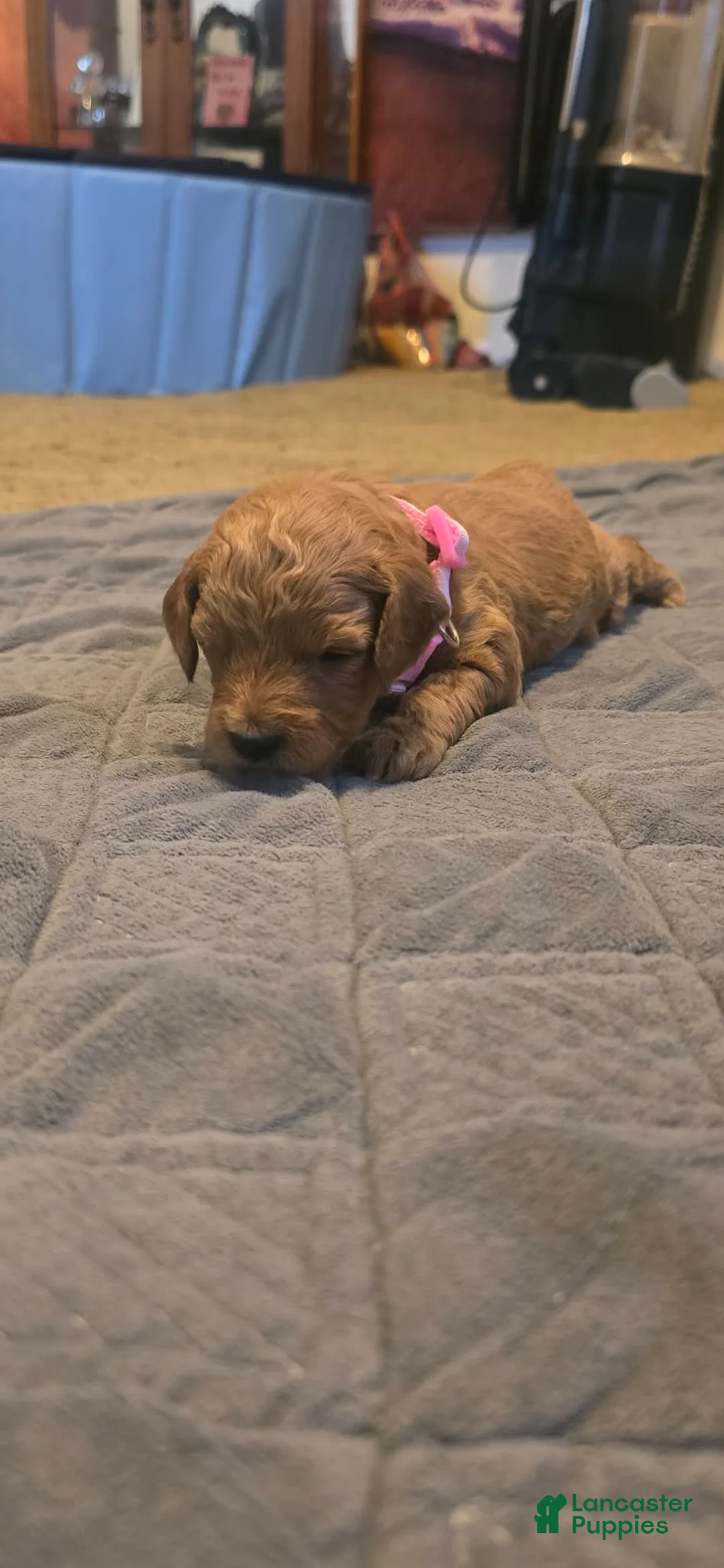 Mini Goldendoodle dogs for sale: lucy - Ad 2