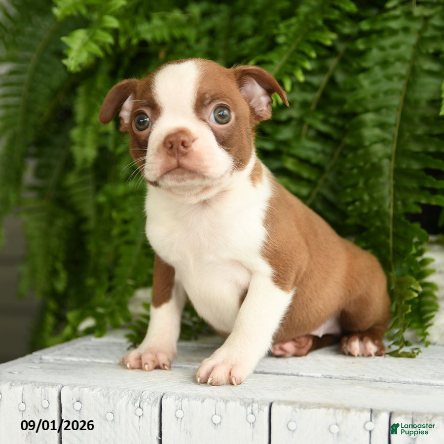 Boston Terrier dogs Apollo - Ad 2