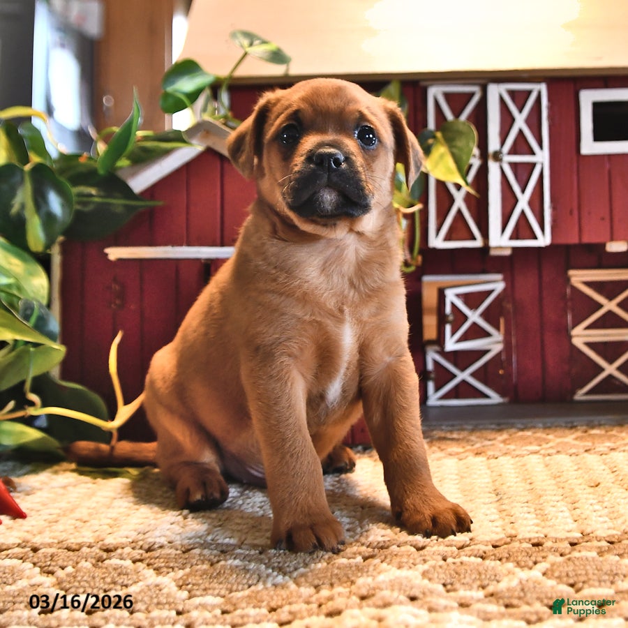 Mixed Breed dogs Tinker - Ad 2