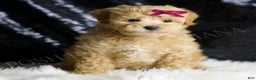 Maltipoo dogs for sale: Spice - Ad 1