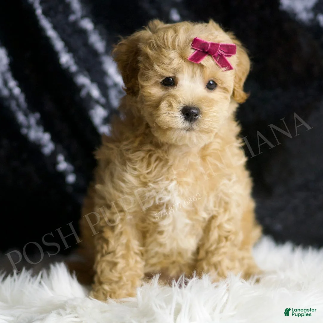 Maltipoo dogs for sale: Spice - Ad 1