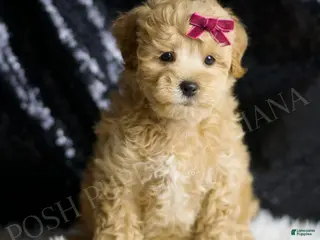 Maltipoo dogs Spice - Ad 33