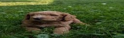 Goldendoodle dogs for sale: Carson  - Ad 11