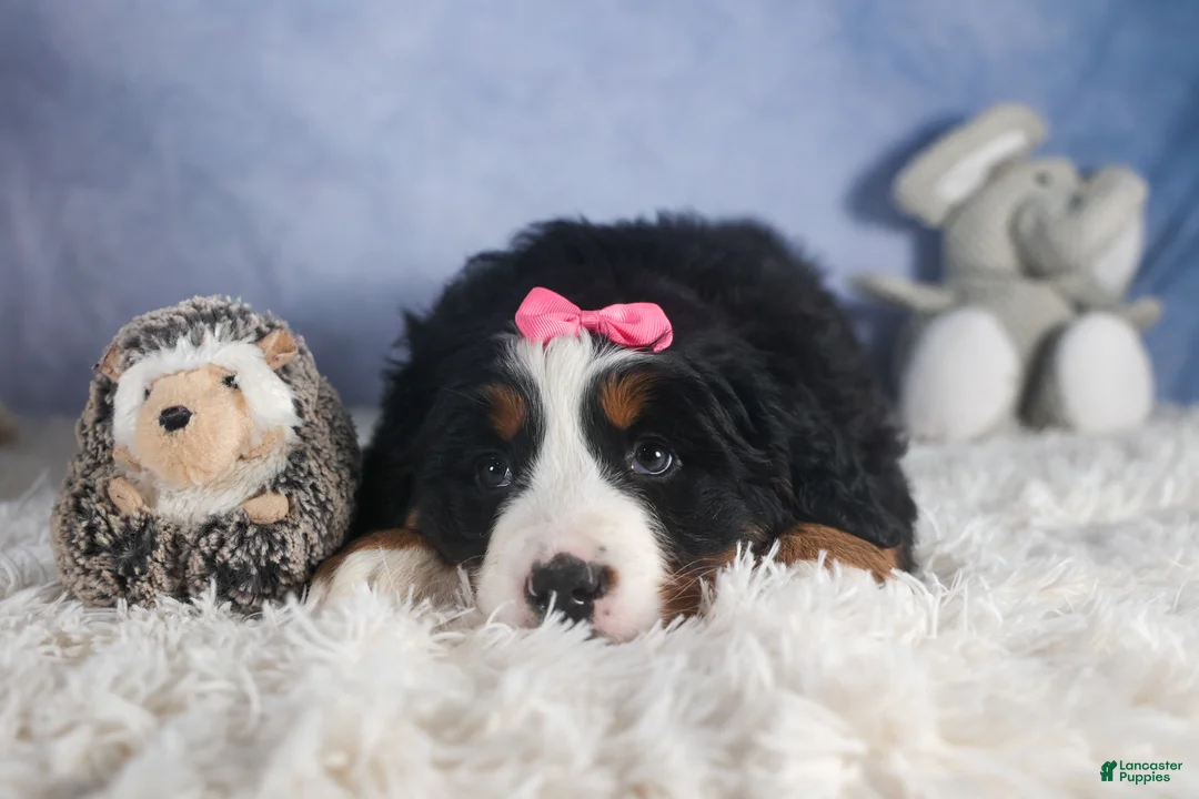 Bernese Mountain Dog dogs for sale: HANNAH - Ad 15