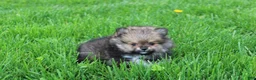 Pomeranian dogs for sale: Casper  - Ad 5