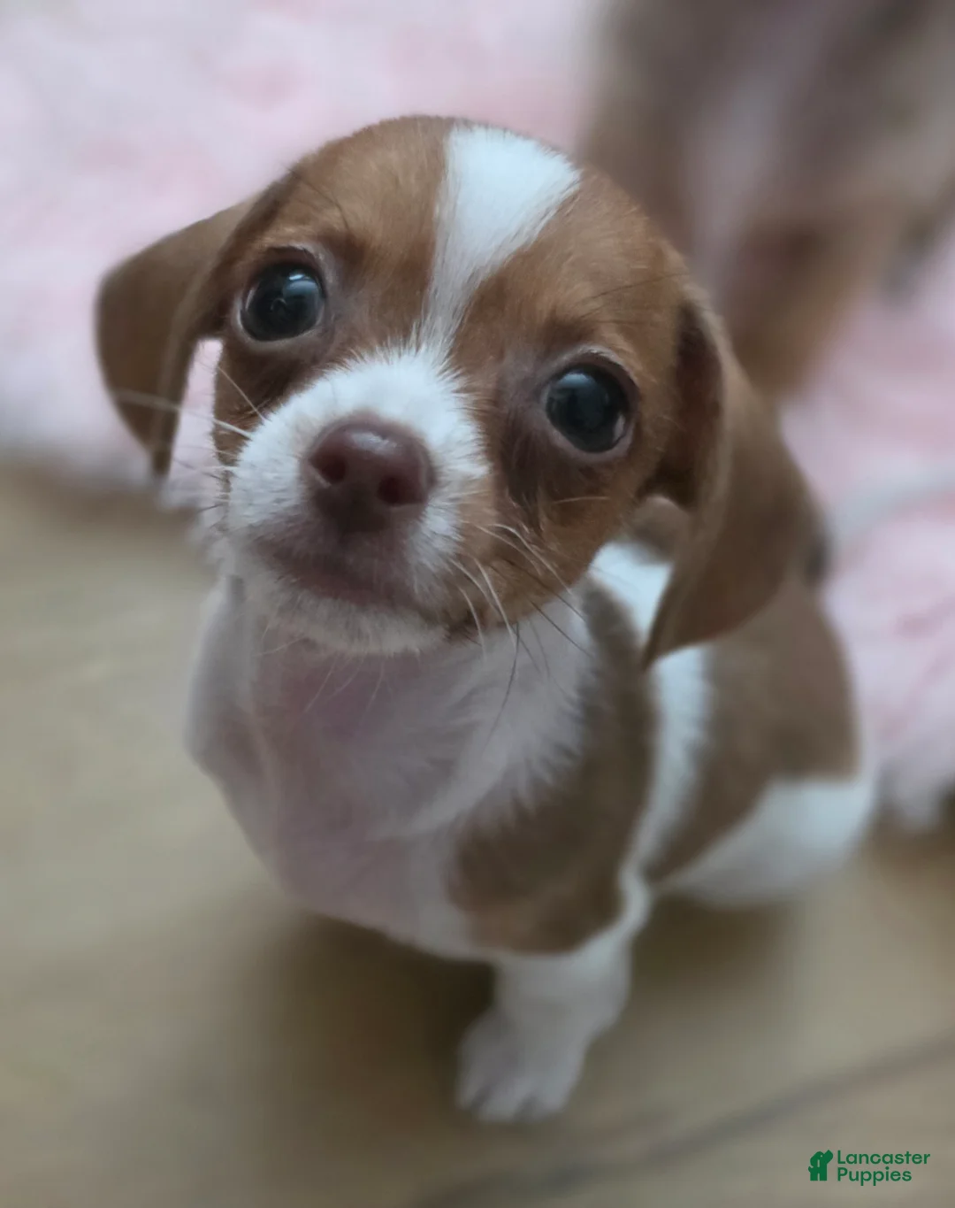 Mixed Breed dogs for sale: Copper  - Ad 2