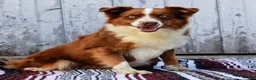 Australian Shepherd dogs for sale: Raine - Ad 9