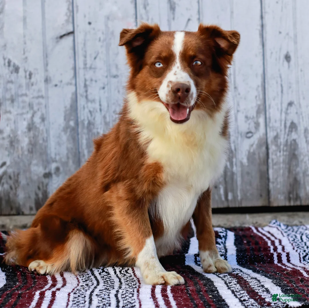 Australian Shepherd dogs for sale: Raine - Ad 9