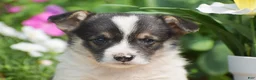 Welsh Corgi Pembroke dogs for sale: Conrad - Ad 5