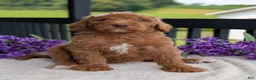 Goldendoodle dogs for sale: Miss Daisy - Ad 27