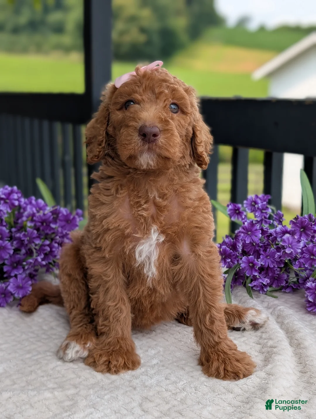 Goldendoodle dogs for sale: Miss Daisy - Ad 27