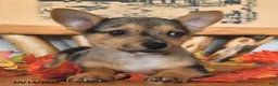 Welsh Corgi Pembroke dogs for sale: Bubbles - Ad 2
