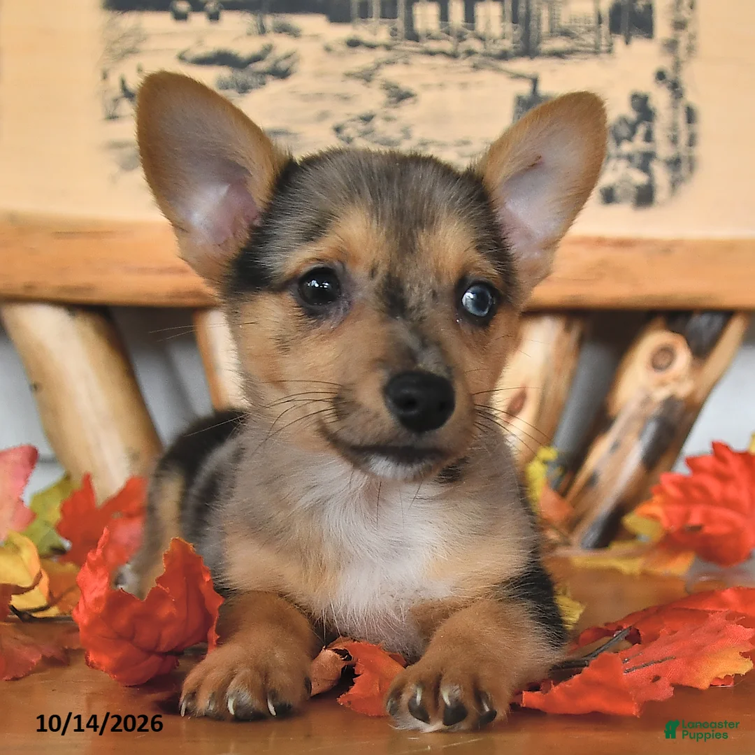 Welsh Corgi Pembroke dogs for sale: Bubbles - Ad 2