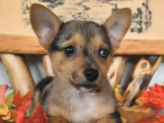 Welsh Corgi Pembroke dogs Bubbles - Ad 2