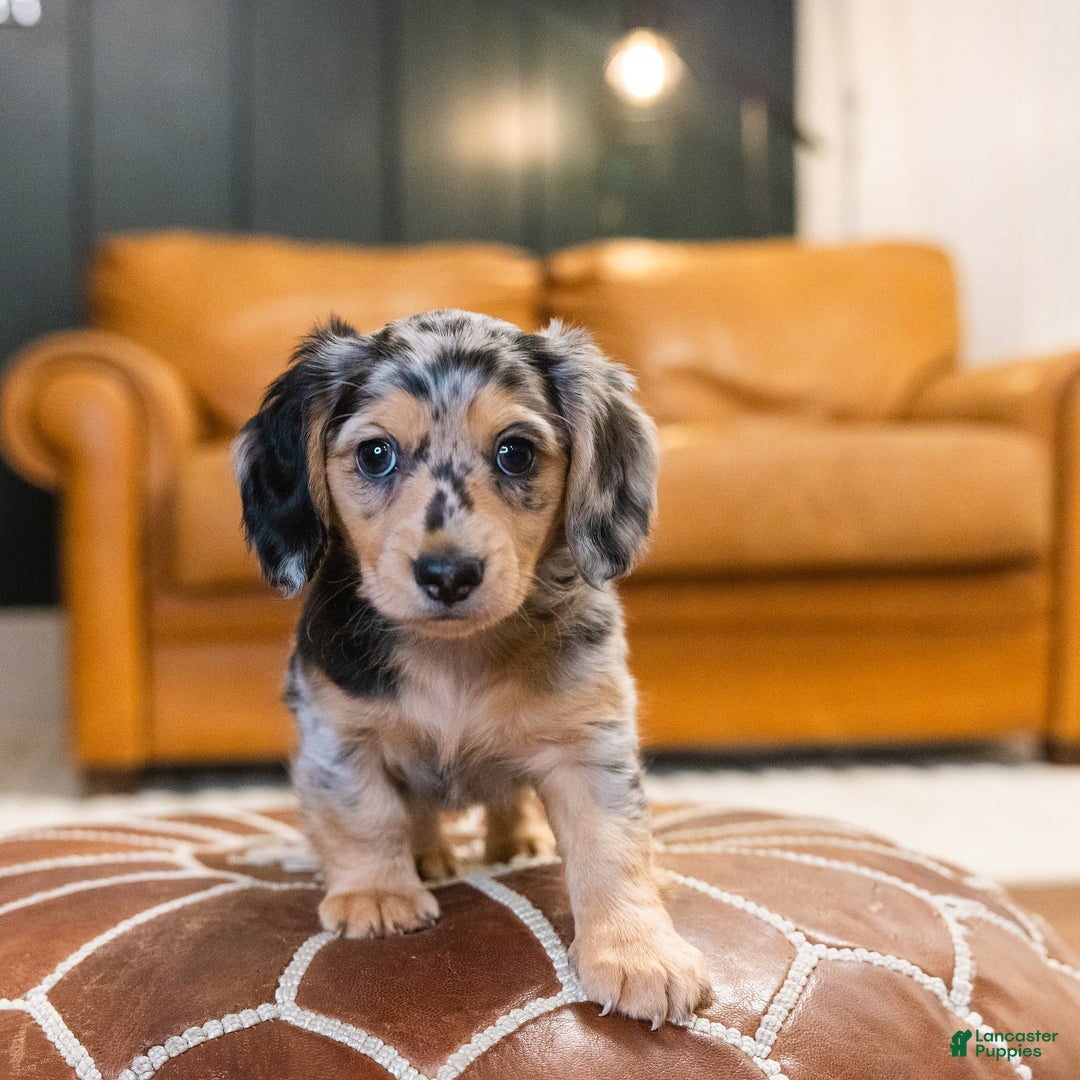 Miniature Dachshund dogs for sale: Max - Ad 3