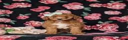 Mini Goldendoodle dogs for sale: Tawnie 9 lbs Full Grown - Ad 1