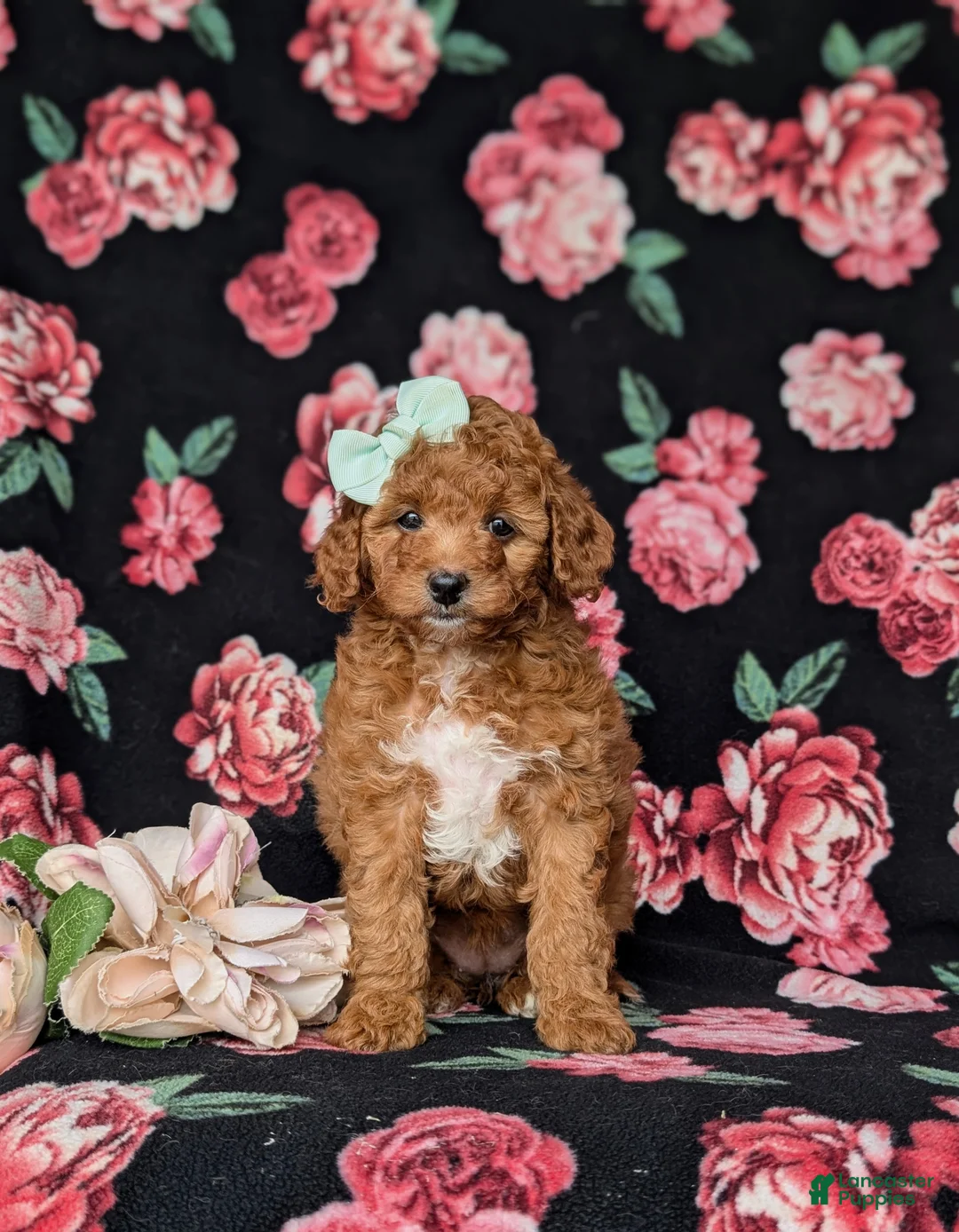 Mini Goldendoodle dogs for sale: Tawnie 9 lbs Full Grown - Ad 1