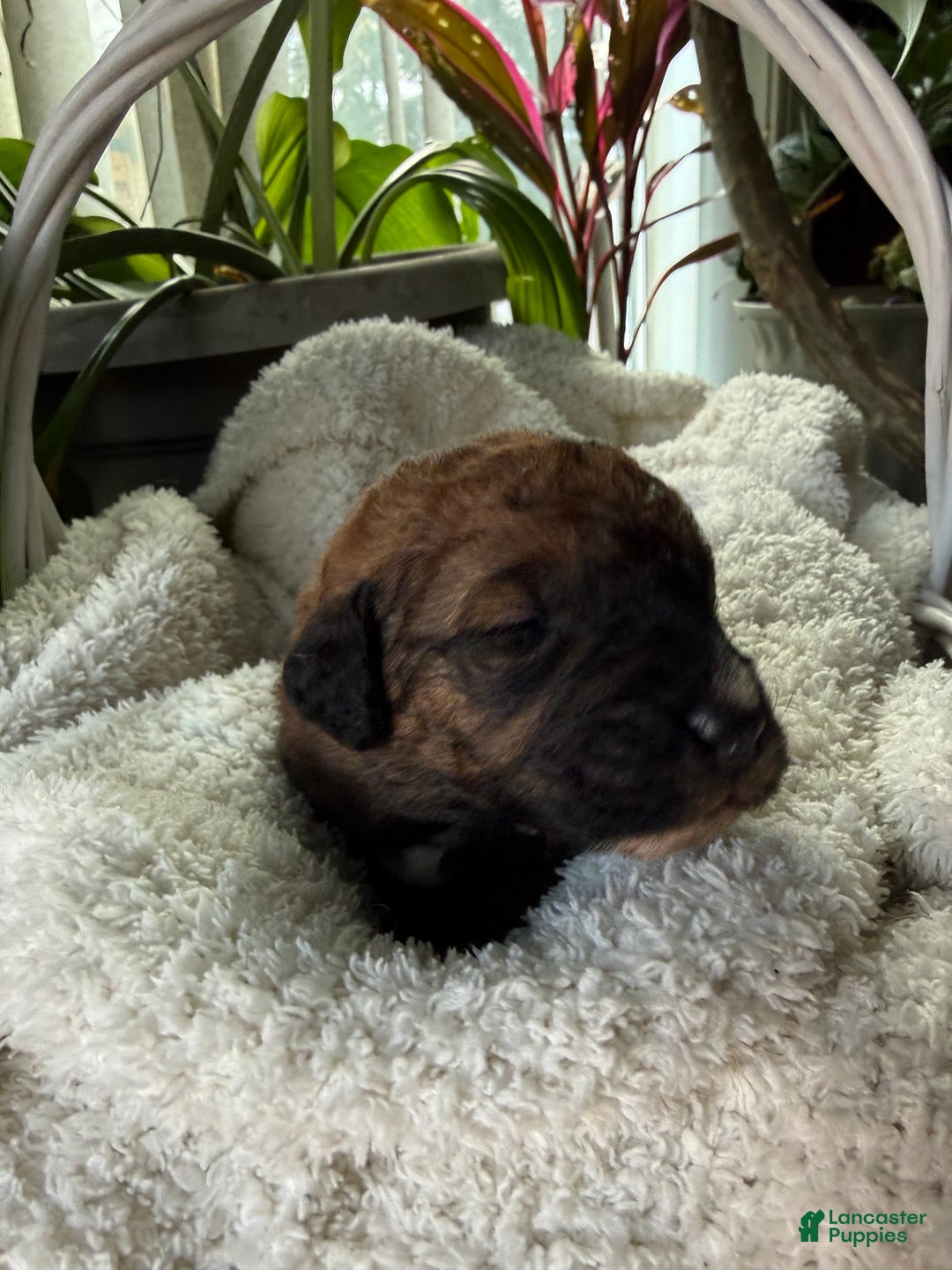 Mixed Breed dogs for sale: Brownie - Ad 4