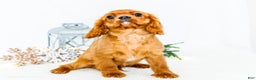 Cavalier King Charles Spaniel dogs for sale: Tiny Tim - Ad 6